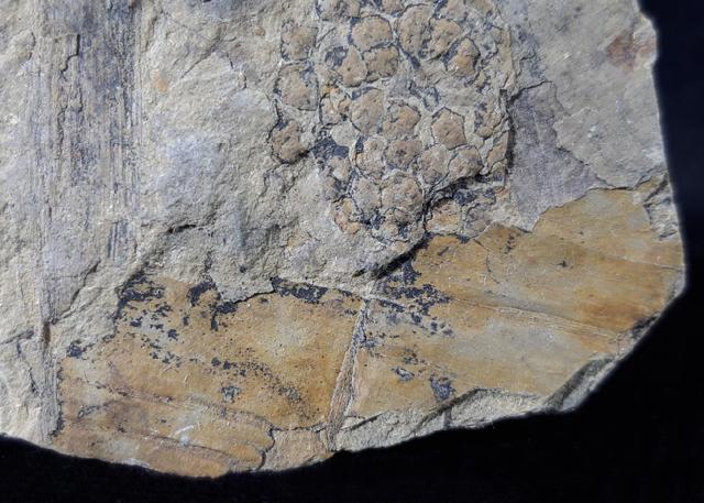 Equisetites arenaceus (JGER 1827) - Bild © FossNet FossilienStore